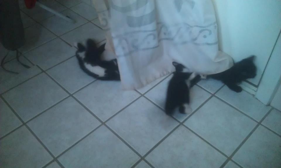 Huskat Gibus(Gizmo) billede 4