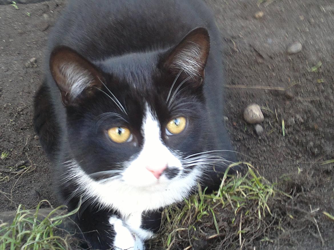 Huskat Gibus(Gizmo) billede 6