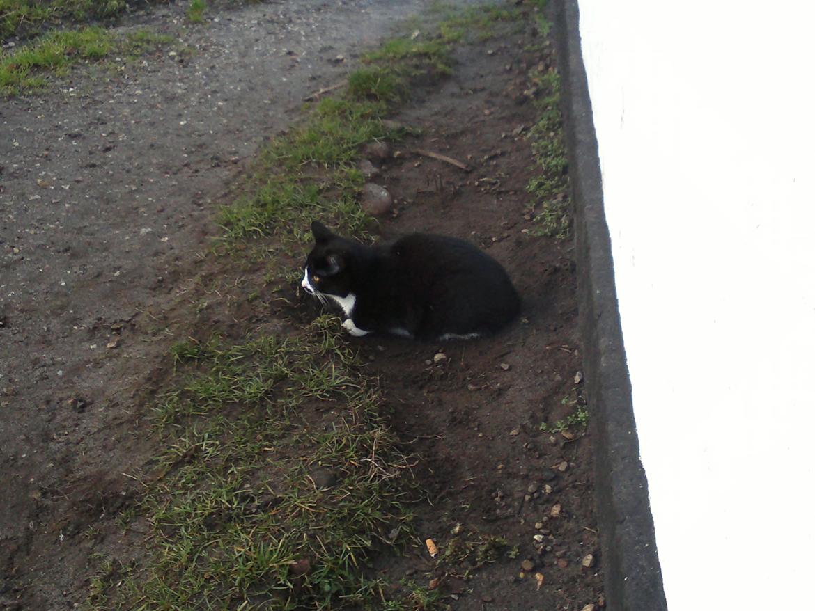 Huskat Gibus(Gizmo) billede 7