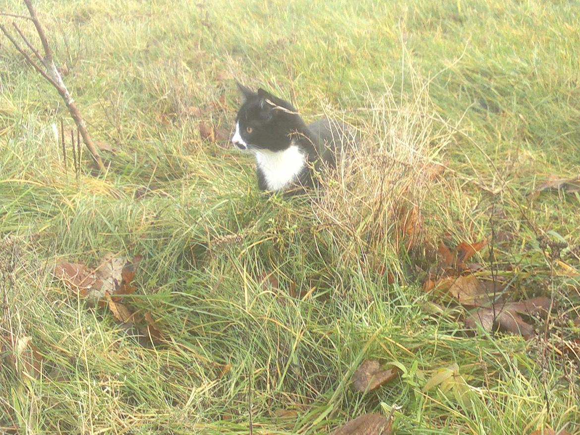 Huskat Gibus(Gizmo) billede 8