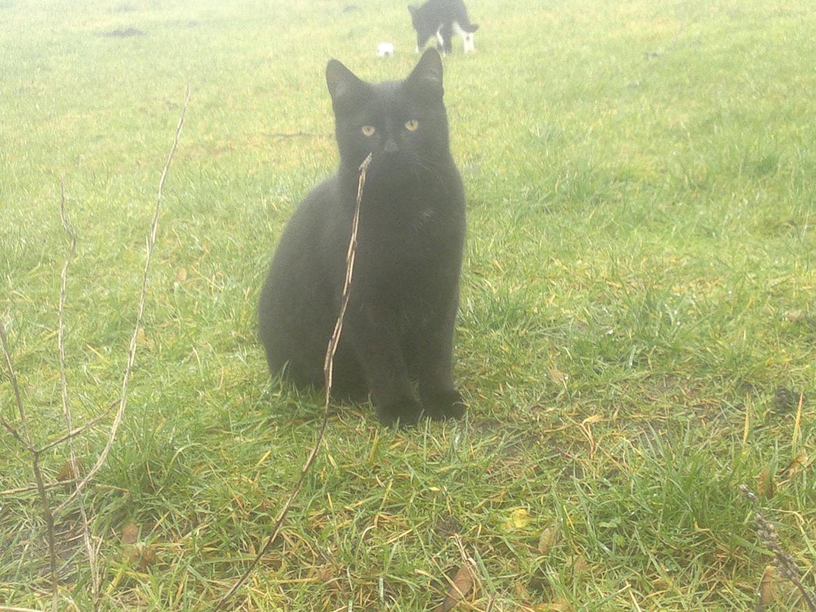 Huskat Flash back billede 1