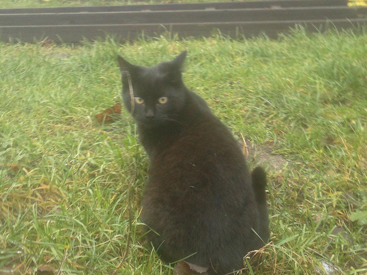 Huskat Flash back billede 2