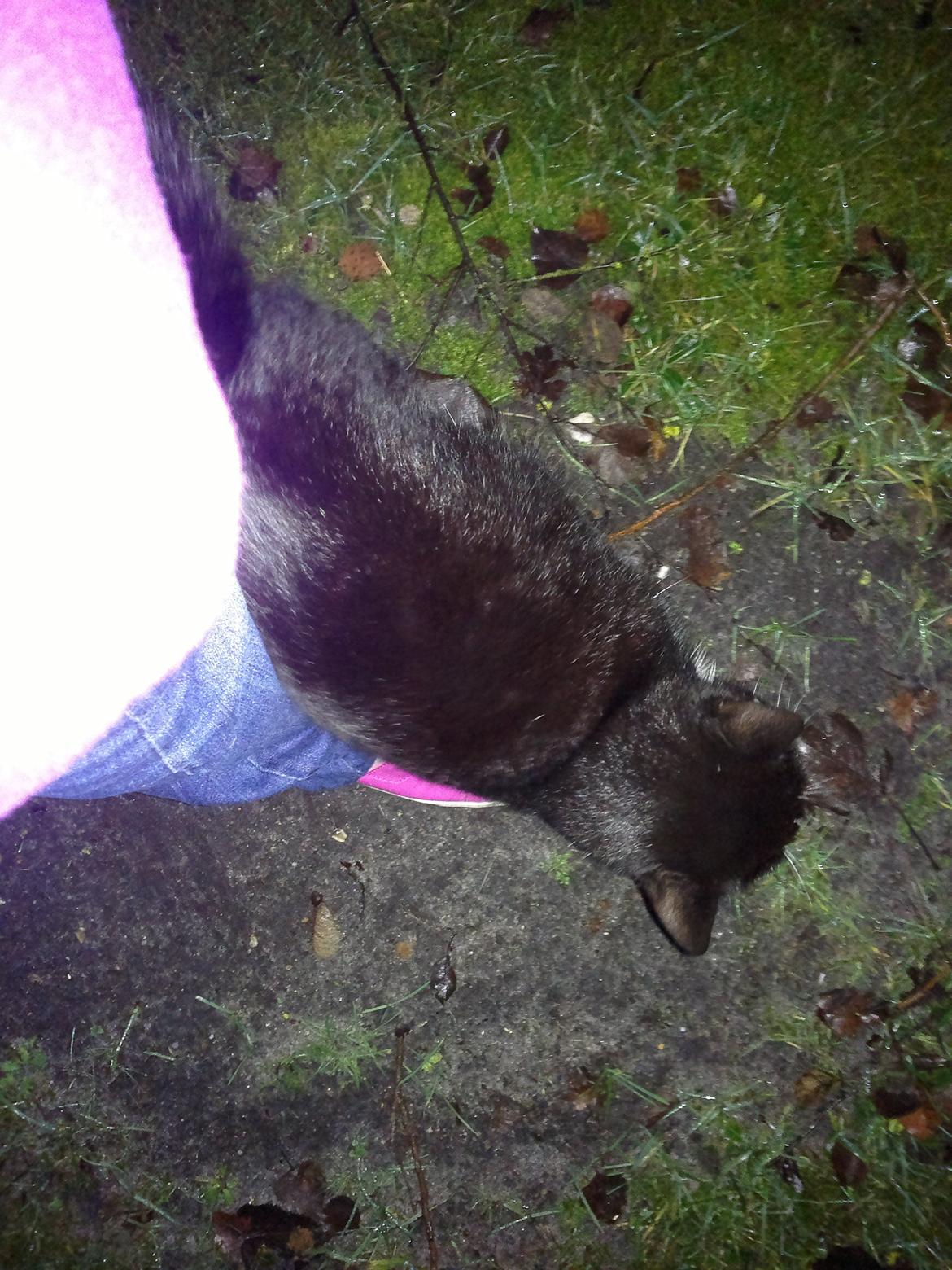 Huskat Flash back billede 3