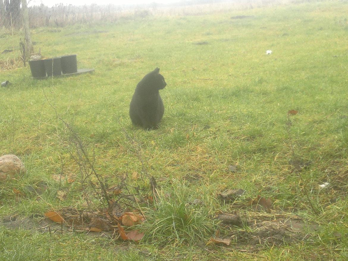 Huskat Flash back billede 4