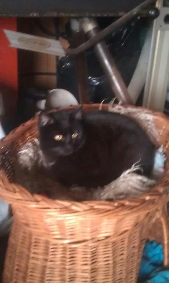 Huskat Flash back billede 5