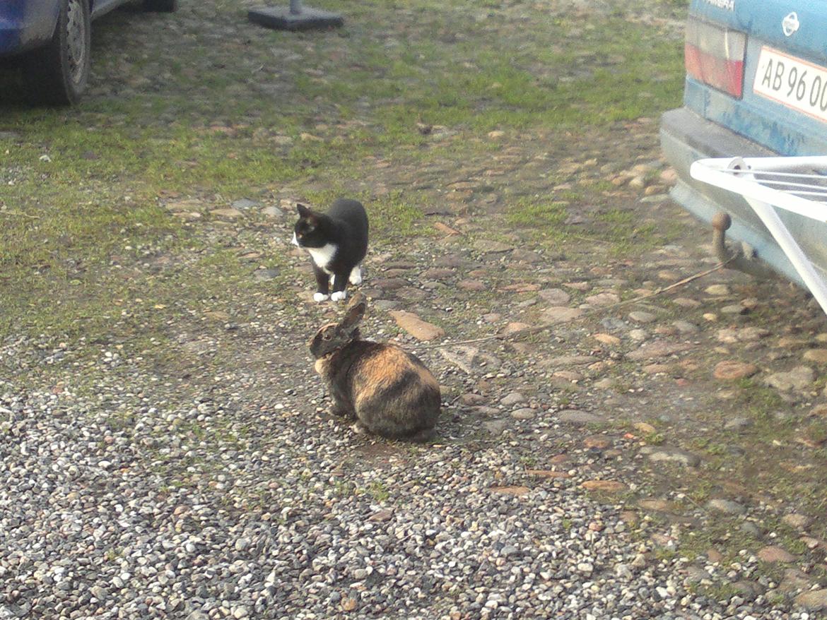 Huskat Gibus(Gizmo) billede 9