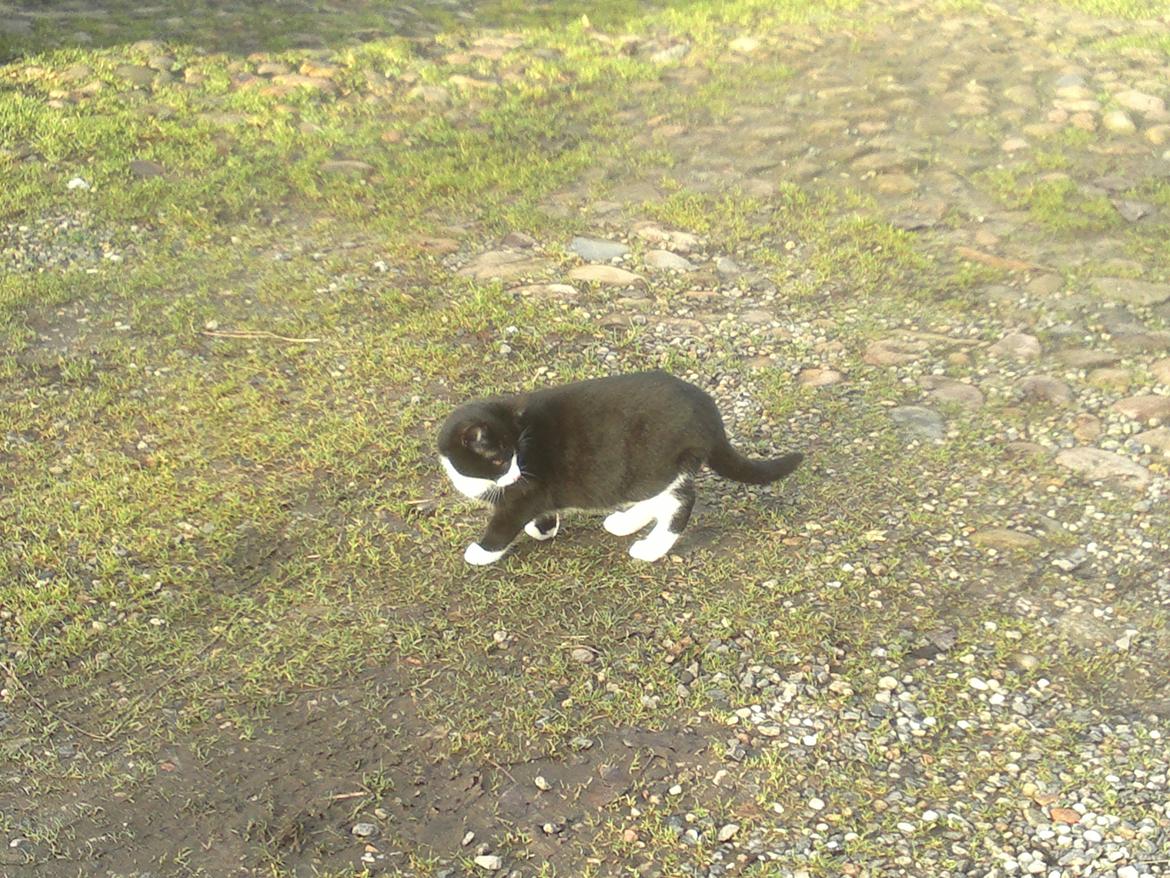 Huskat Gibus(Gizmo) billede 10