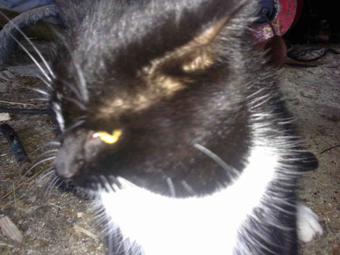 Huskat Snefnug billede 7