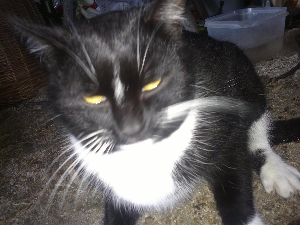 Huskat Snefnug billede 9