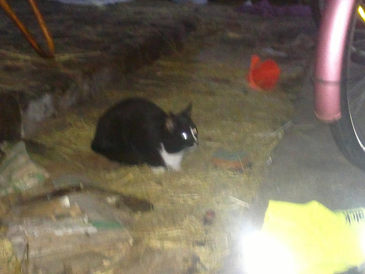 Huskat Sun billede 6