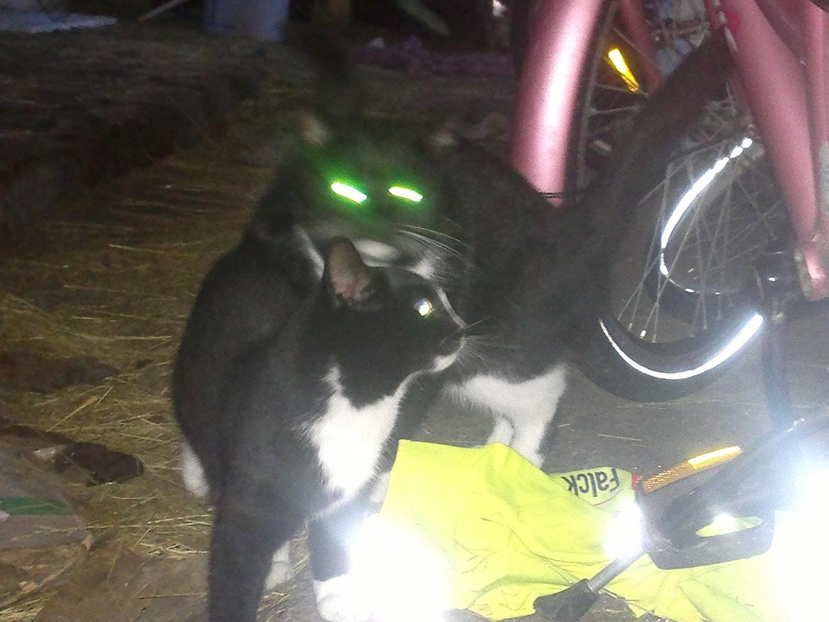 Huskat Sun billede 7