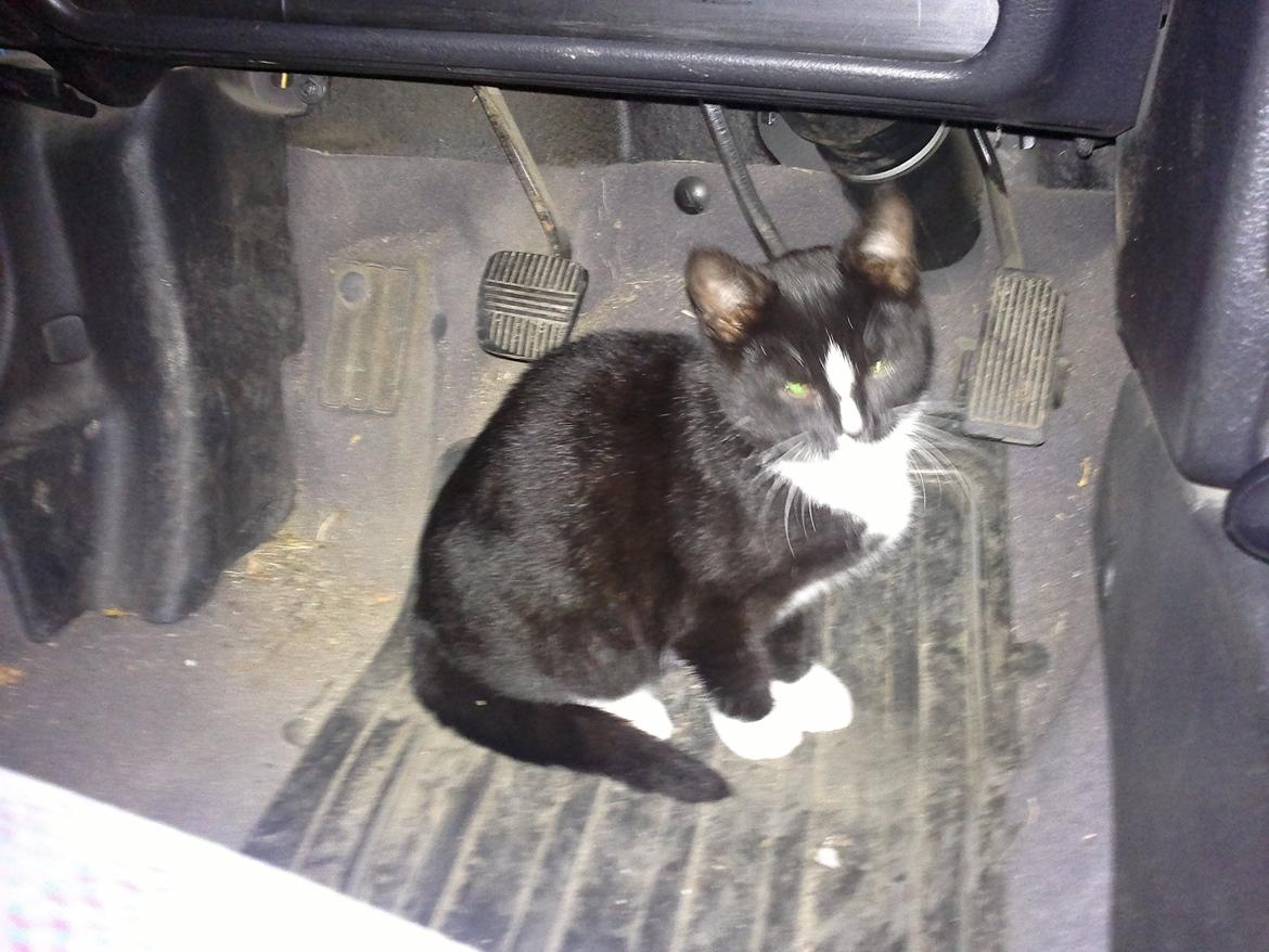 Huskat Sun billede 8