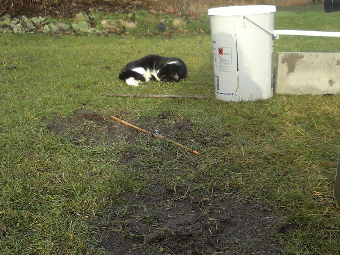 Huskat Snefnug billede 10