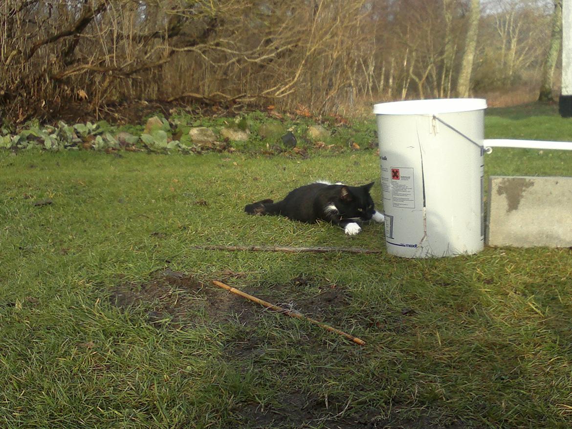 Huskat Snefnug billede 11