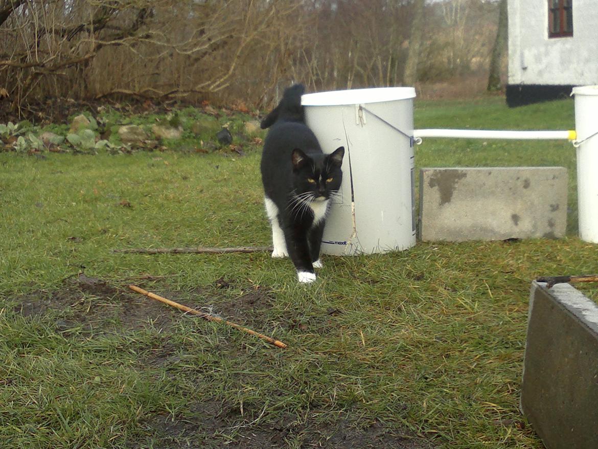 Huskat Snefnug billede 12