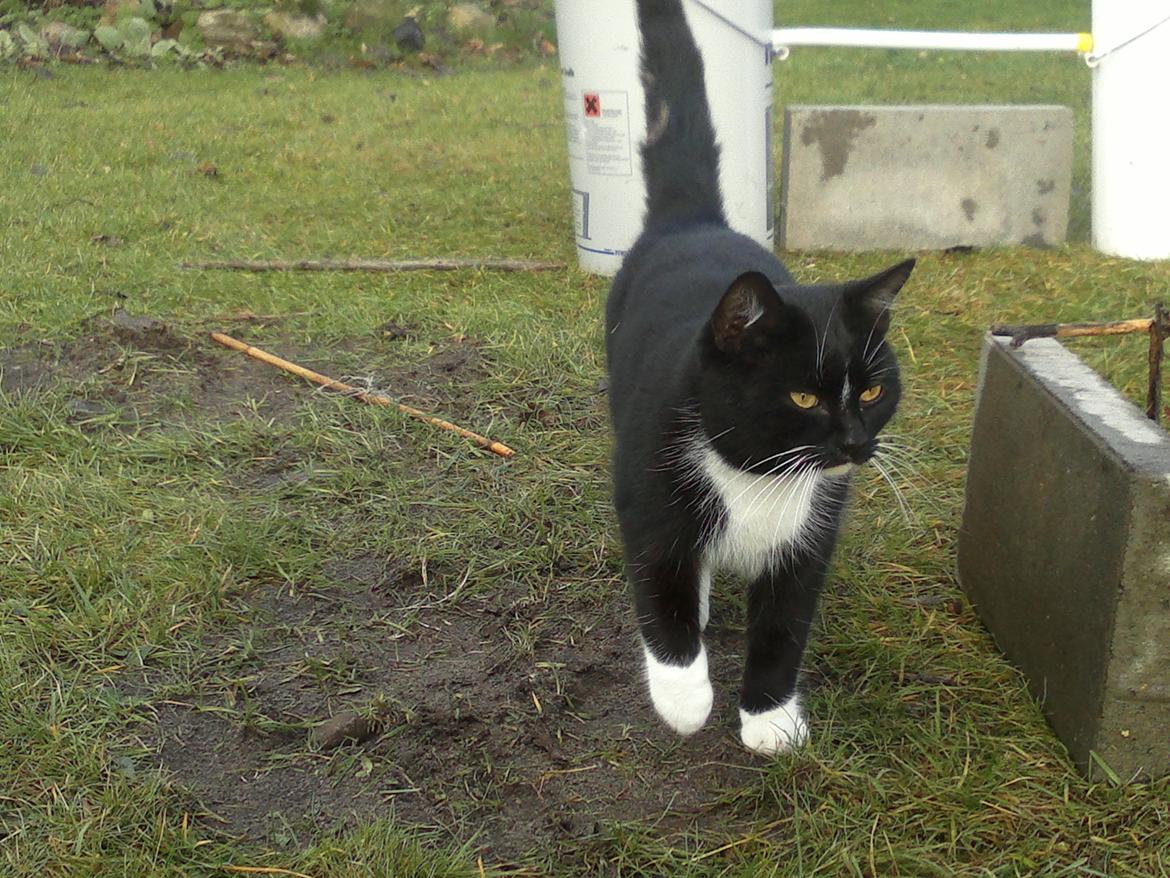 Huskat Snefnug billede 13