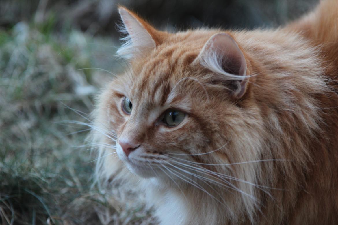 Norsk Skovkat Chat Woods Pipii billede 10