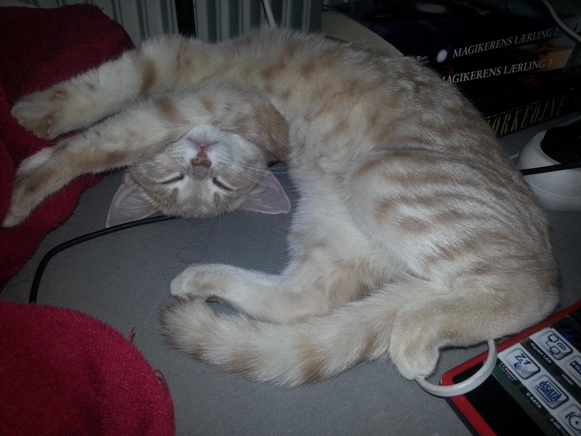 Europé Wawe's Lambda A3 BWO Lillemor aka Leah billede 2