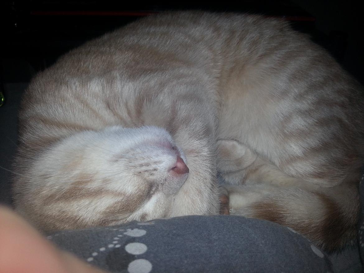 Europé Wawe's Lambda A3 BWO Lillemor aka Leah billede 3