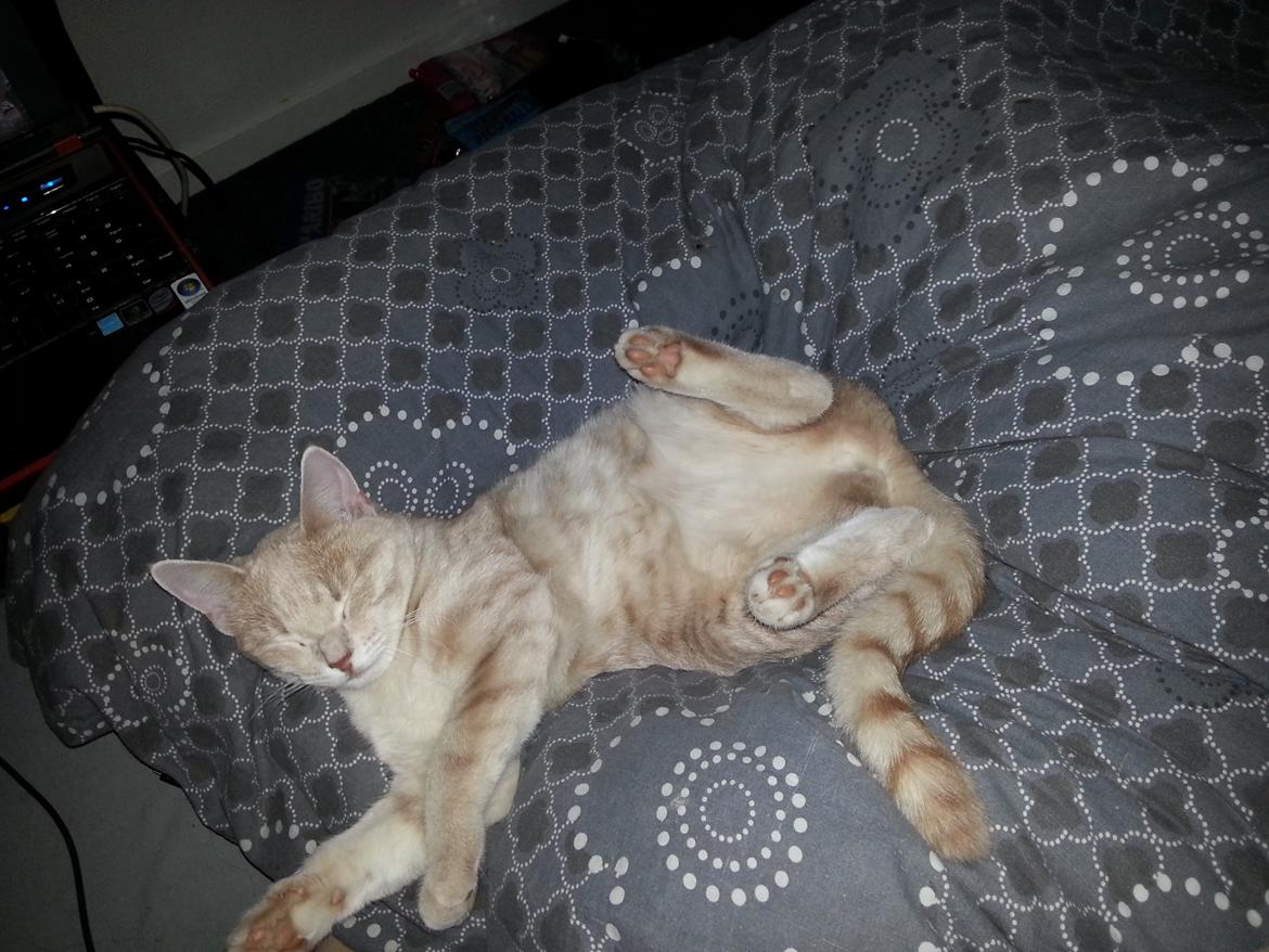 Europé Wawe's Lambda A3 BWO Lillemor aka Leah billede 4