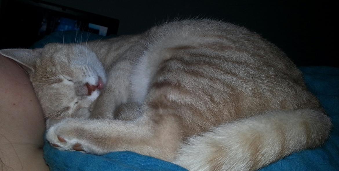 Europé Wawe's Lambda A3 BWO Lillemor aka Leah billede 5