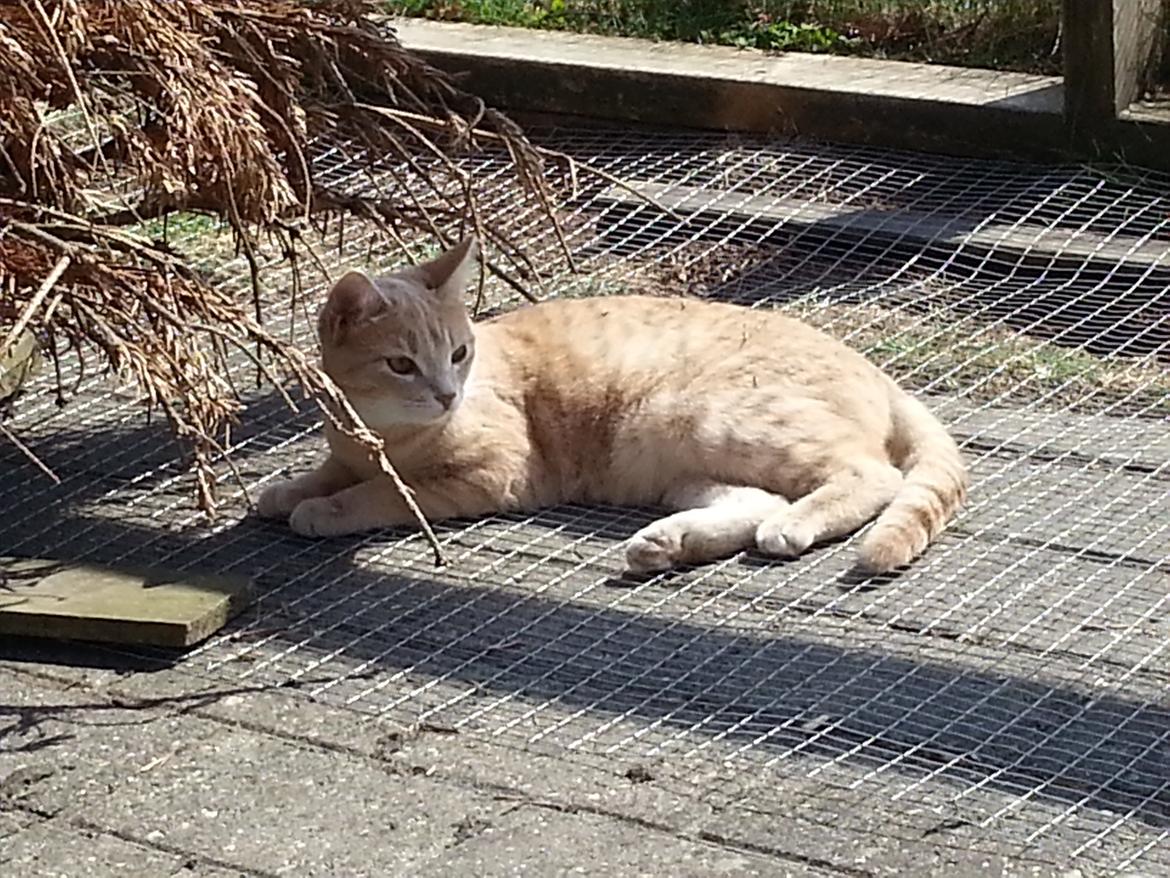 Europé Wawe's Lambda A3 BWO Lillemor aka Leah billede 6