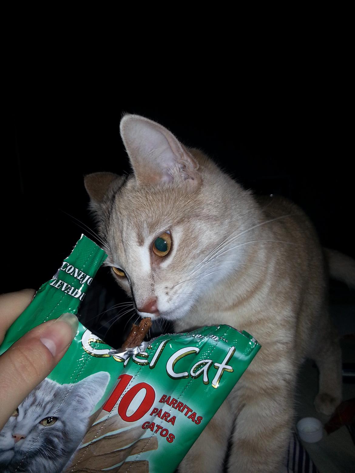 Europé Wawe's Lambda A3 BWO Lillemor aka Leah billede 7