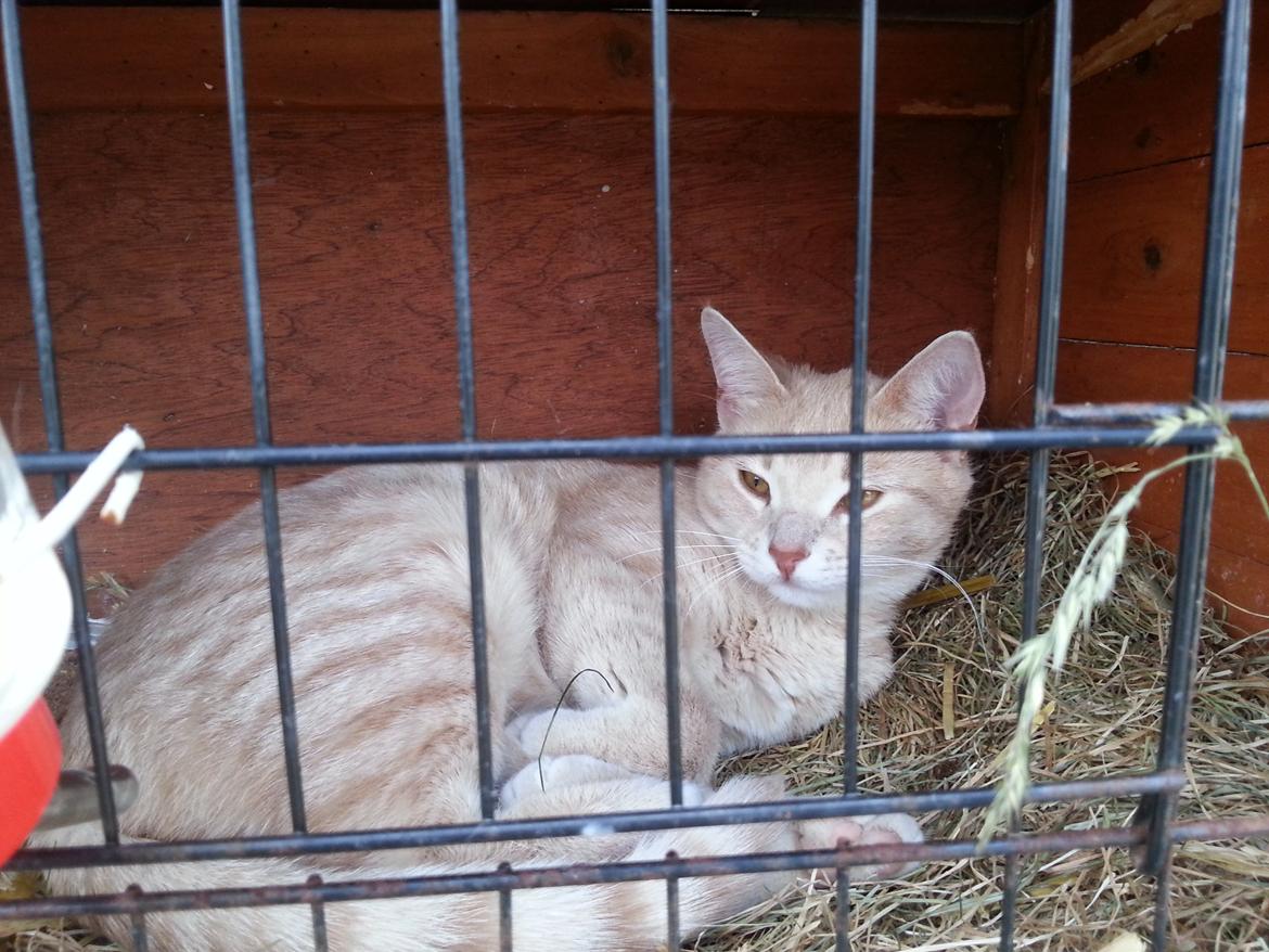 Europé Wawe's Lambda A3 BWO Lillemor aka Leah billede 8