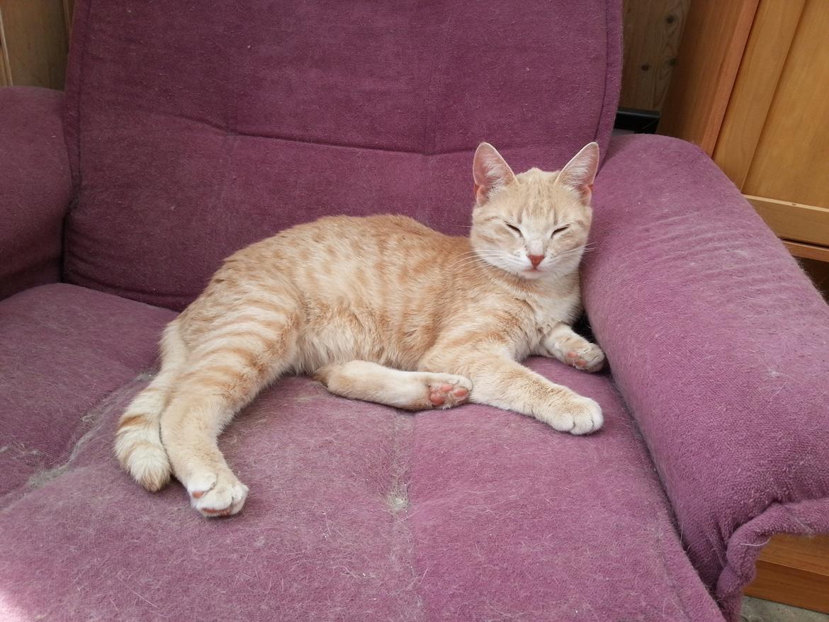 Europé Wawe's Lambda A3 BWO Lillemor aka Leah billede 9