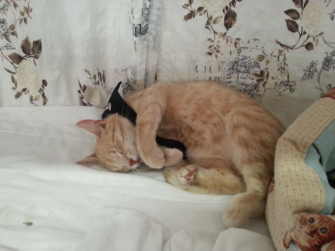 Europé Wawe's Lambda A3 BWO Lillemor aka Leah billede 10