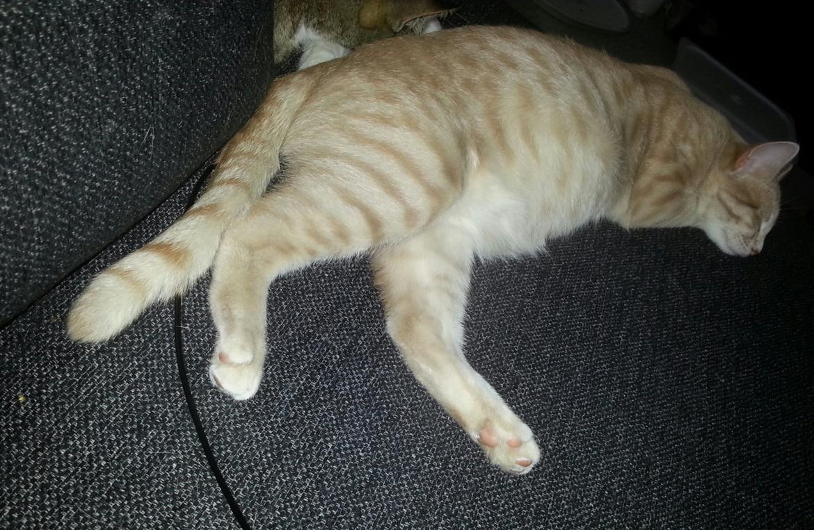 Europé Wawe's Lambda A3 BWO Lillemor aka Leah billede 11