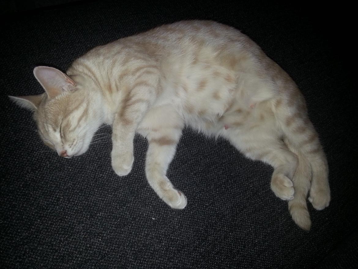 Europé Wawe's Lambda A3 BWO Lillemor aka Leah billede 12