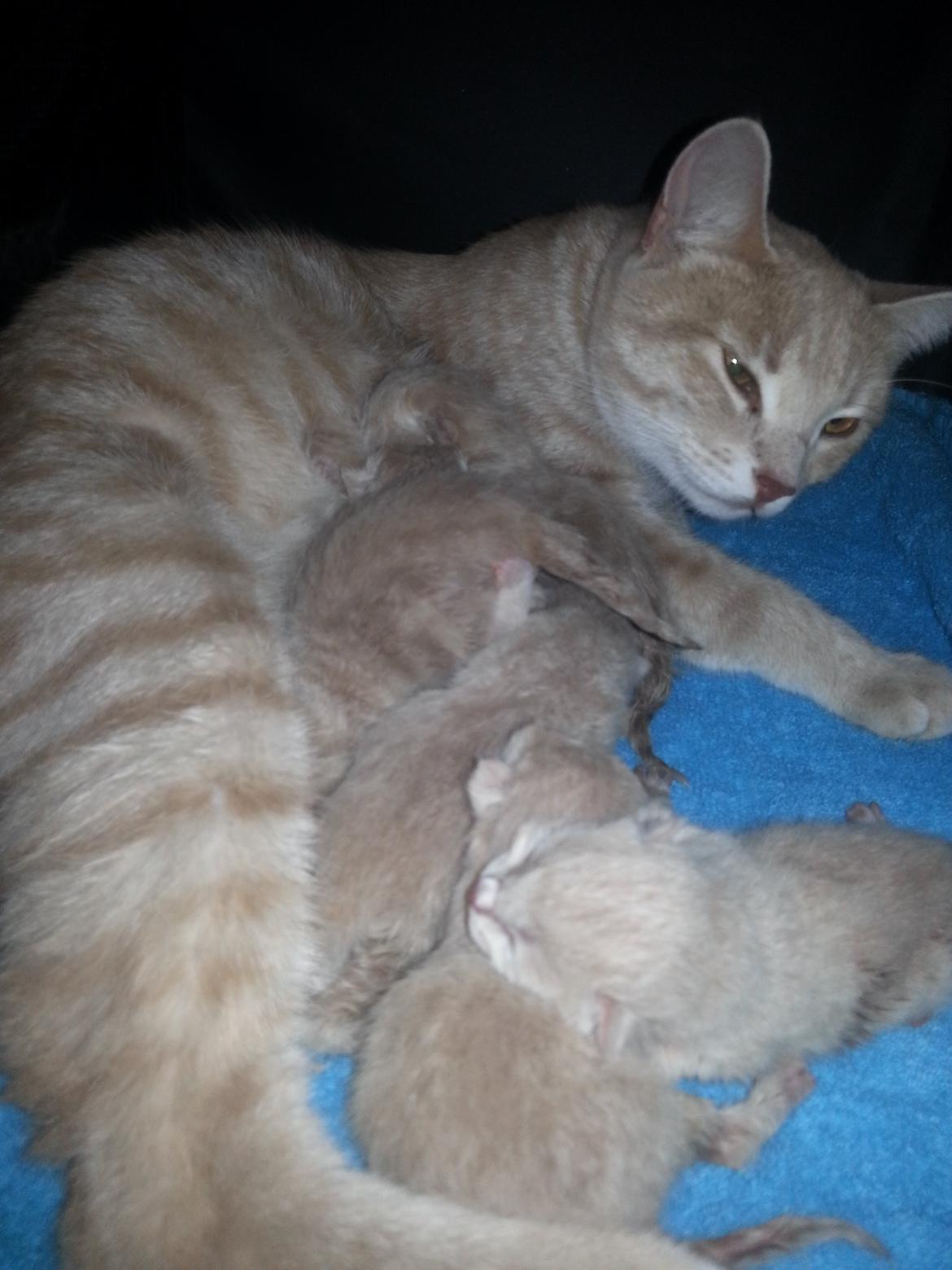 Europé Wawe's Lambda A3 BWO Lillemor aka Leah billede 13