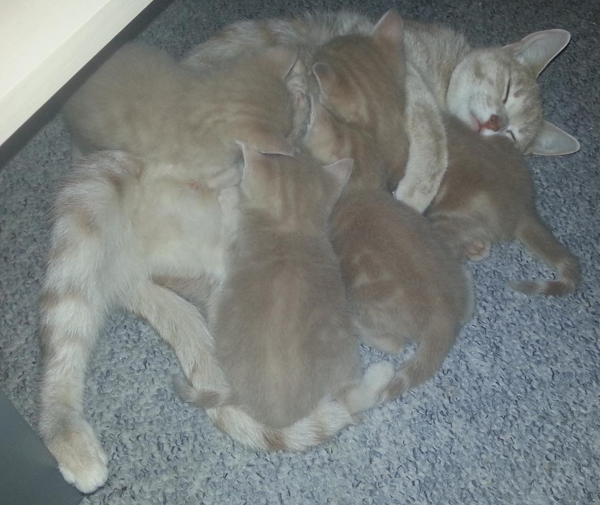 Europé Wawe's Lambda A3 BWO Lillemor aka Leah billede 14