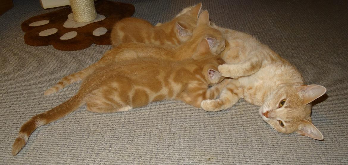 Europé Wawe's Lambda A3 BWO Lillemor aka Leah billede 15