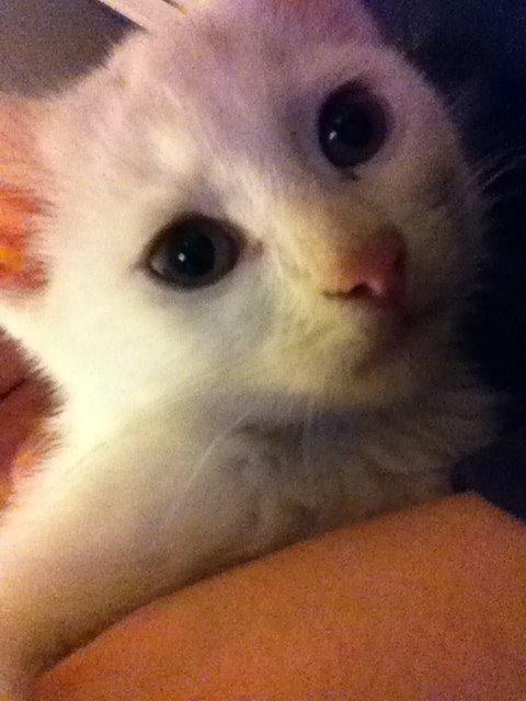 Blanding af racer Max billede 1