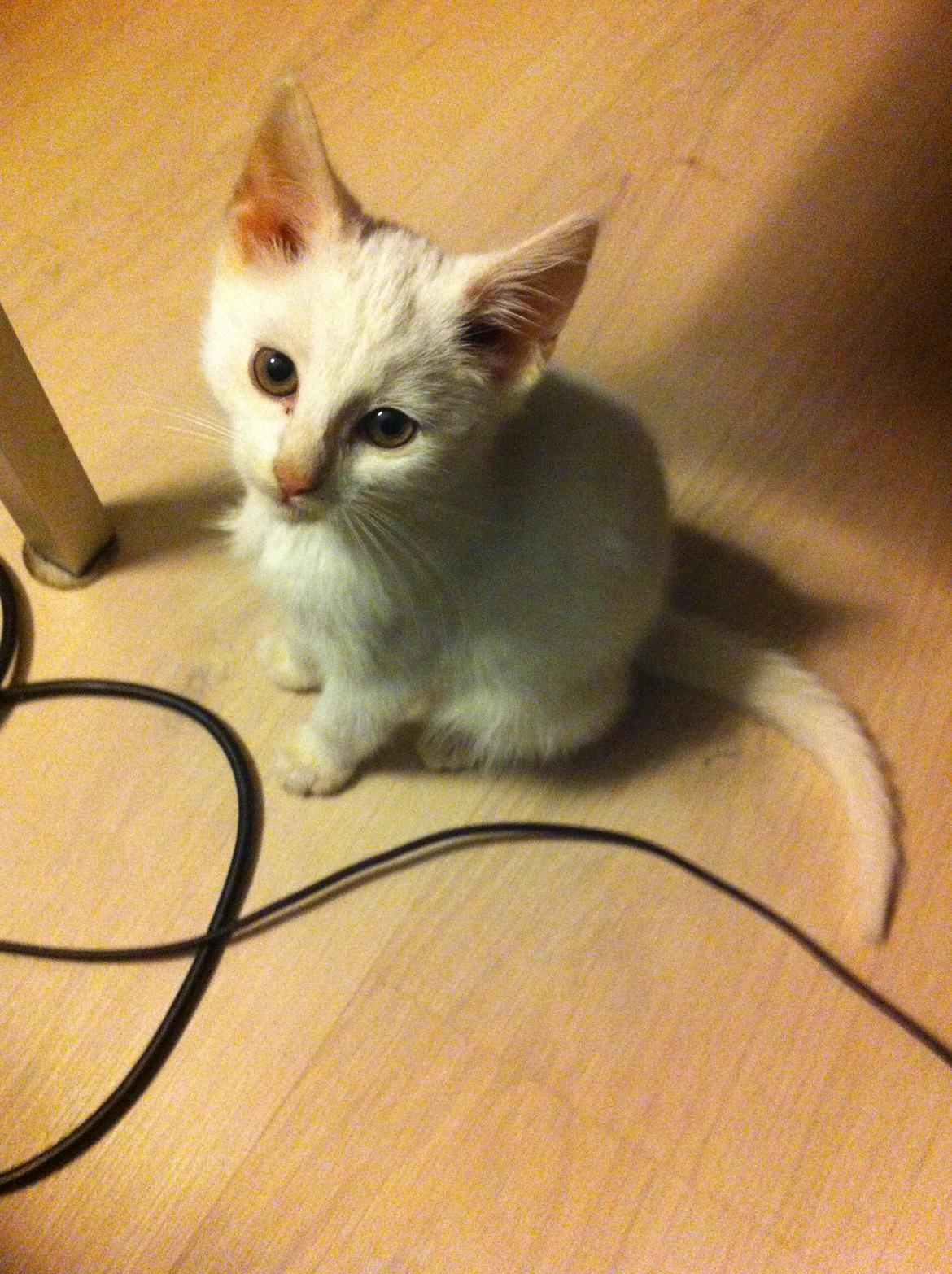 Blanding af racer Max billede 2