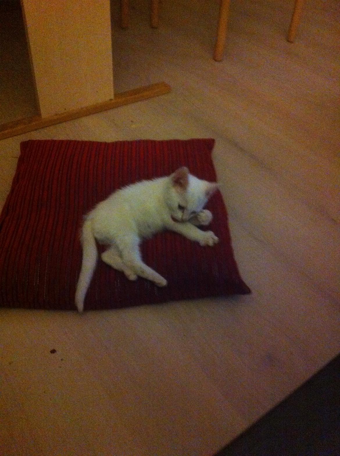 Blanding af racer Max billede 3