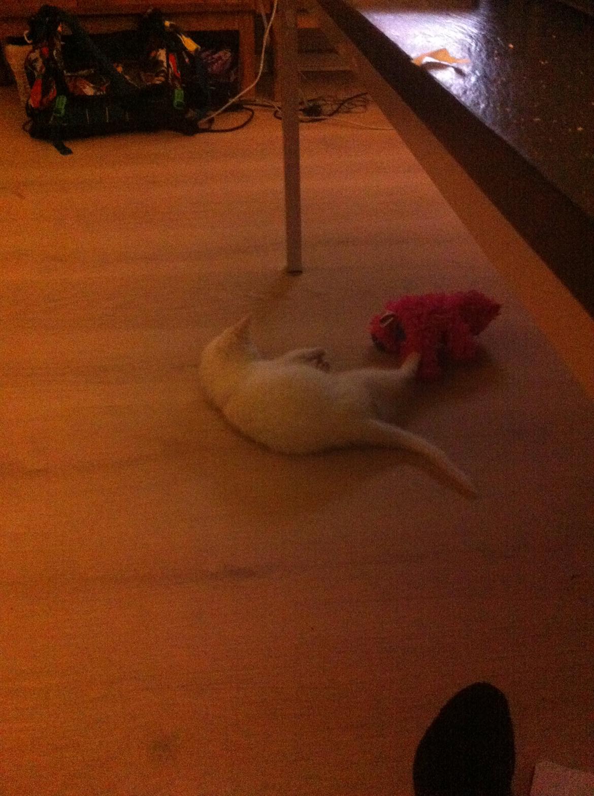 Blanding af racer Max billede 9