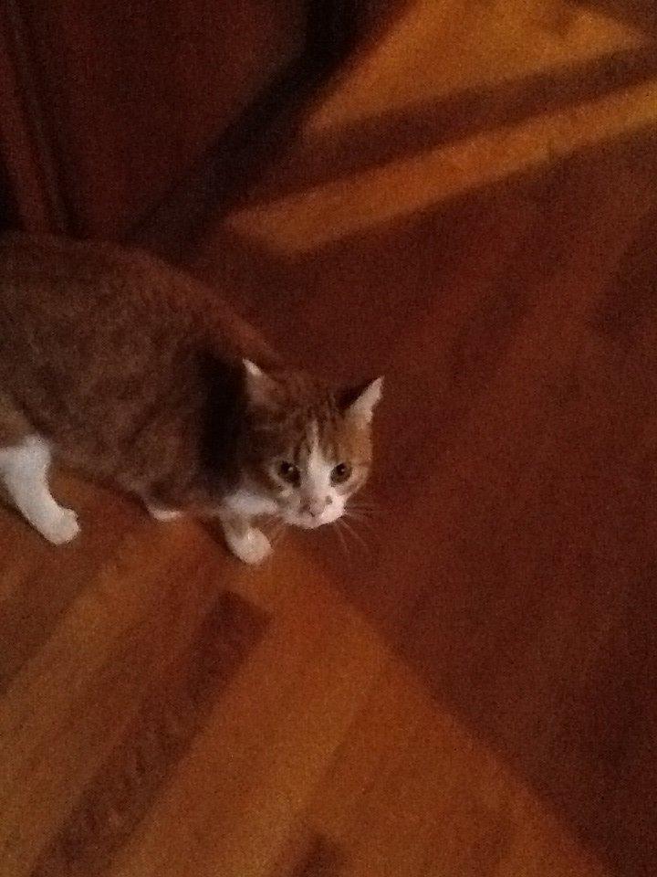 Huskat Garfield billede 30