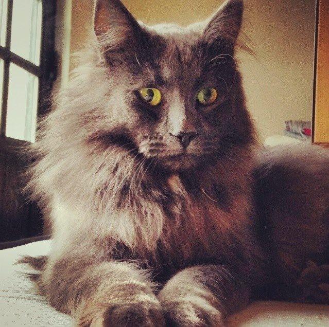 Blanding af racer Aslan billede 1