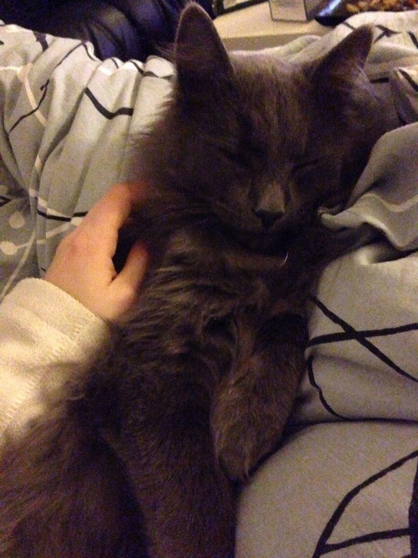 Blanding af racer Aslan billede 2