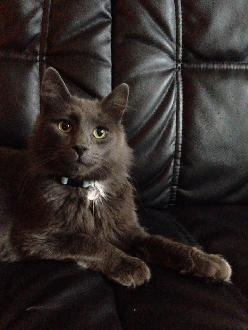 Blanding af racer Aslan billede 5