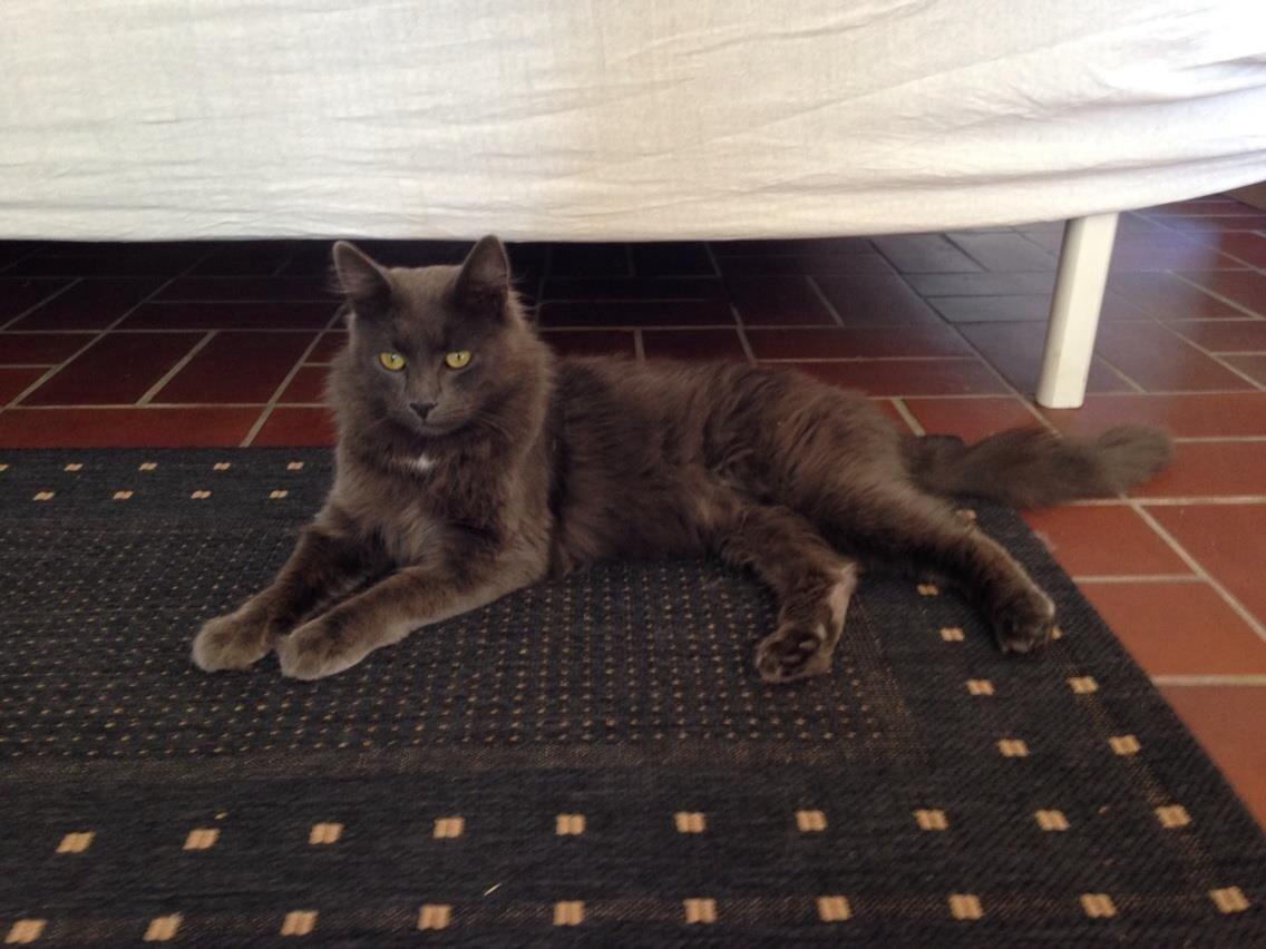 Blanding af racer Aslan billede 6