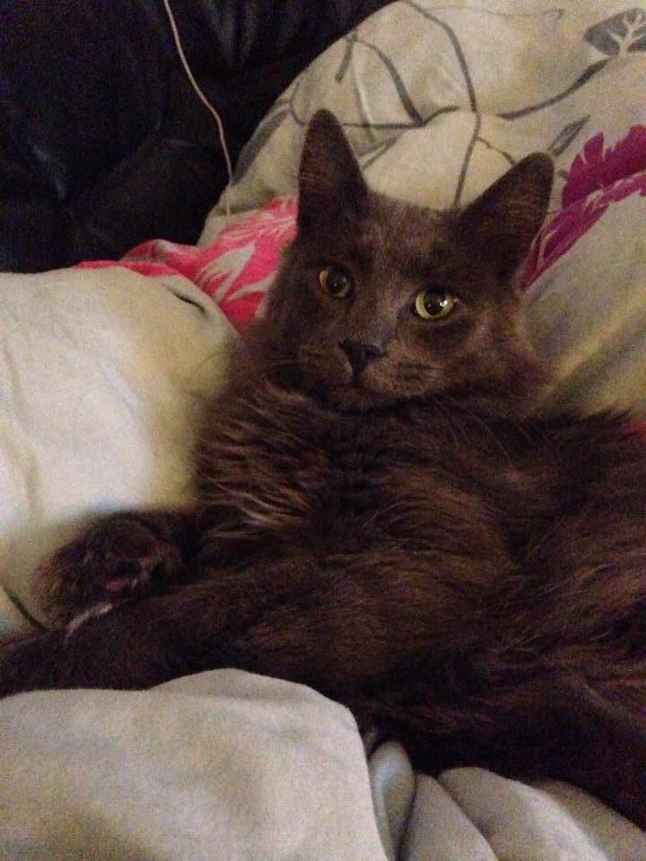 Blanding af racer Aslan billede 7