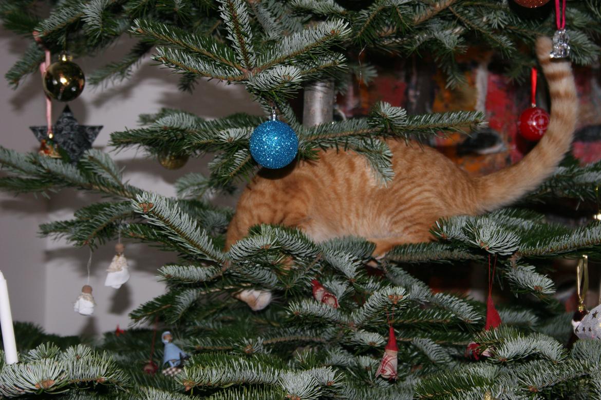 Huskat Pippi (Tigeren) - Juletræ's klatring 2013
<3 billede 4