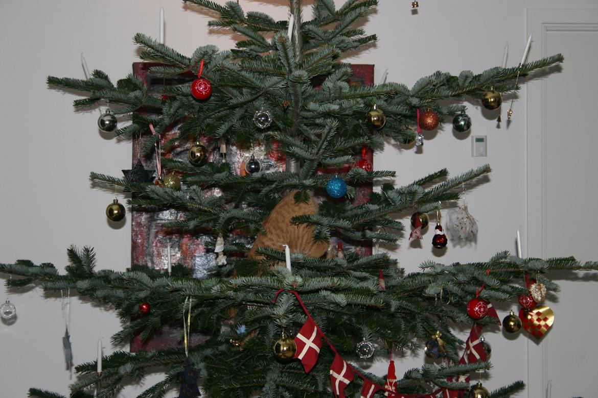 Huskat Pippi (Tigeren) billede 11