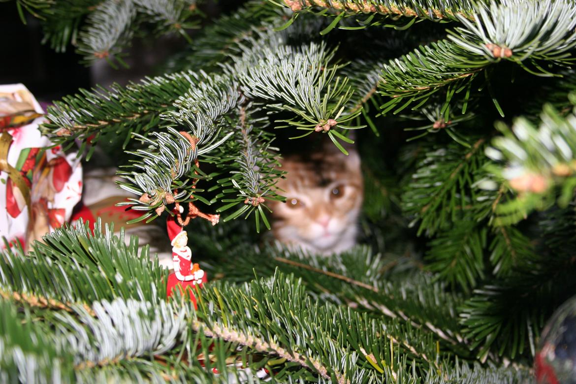 Huskat Pippi (Tigeren) - Lidt sløret... 2013
Fotograf: mig selv billede 7