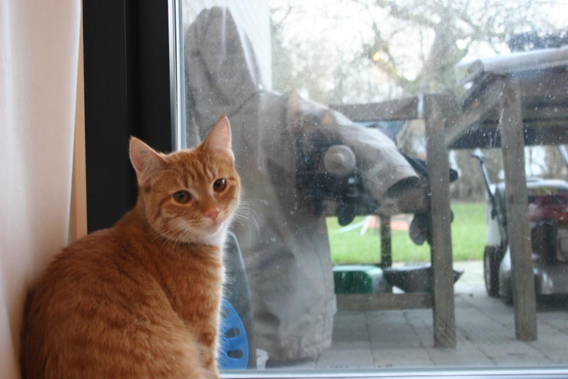 Huskat Pippi (Tigeren) - Velkommen til Pippis profil
2013 
fotograf: mig selv billede 1