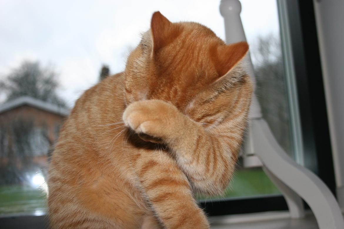 Huskat Pippi (Tigeren) - Hovedrengøring 2013, fotograf: mig selv billede 2
